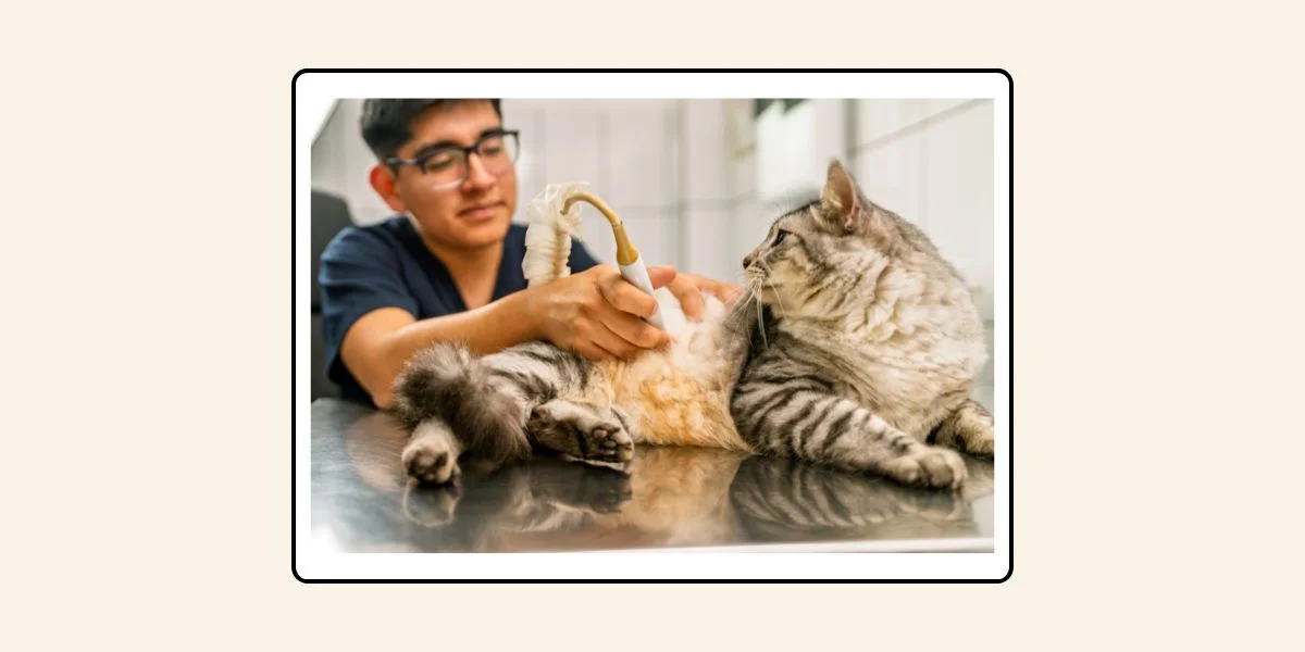 Judgment (Fatwa) Chularatchamontri No. 09/2017 regarding field work of veterinary students