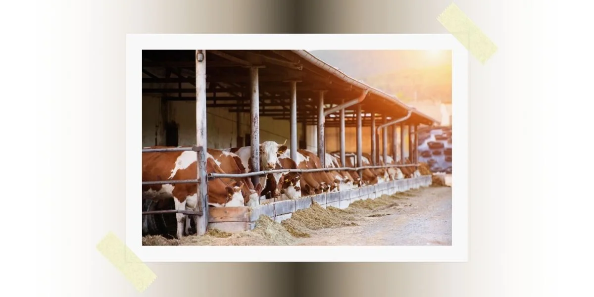 Ruling (Fatwa) Chularatchamontri No. 06/2011 regarding Halal animals raised from animal feed mixed with Haram things.