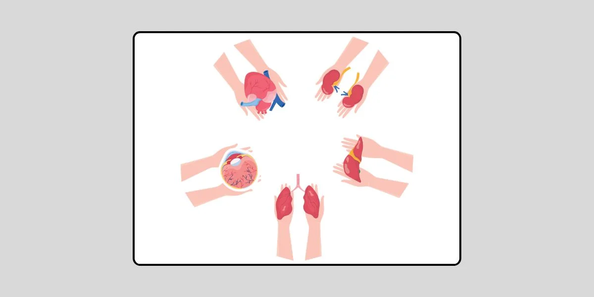 Judgment (Fatwa) Chularatchamontri No. 11/2013 regarding organ donation and use of human organs