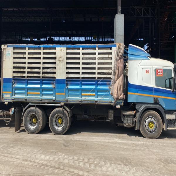 Palm kernel