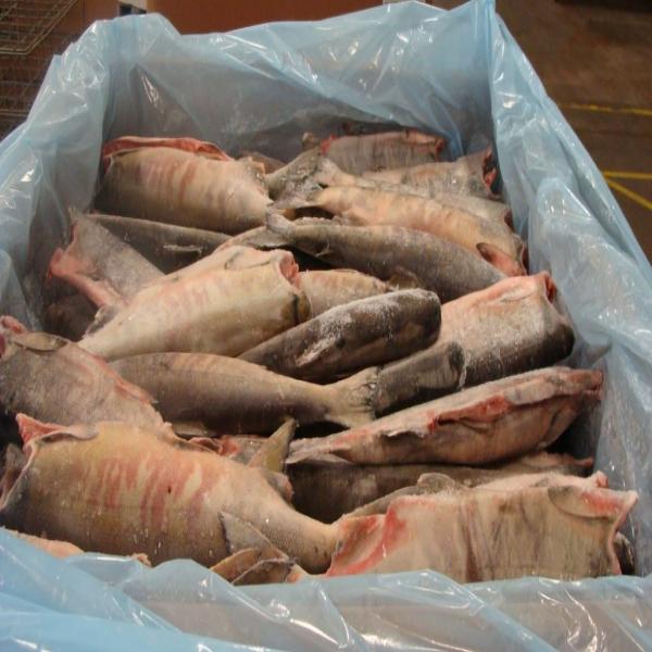 ปลาแซลมอนชัมแช่แข็ง