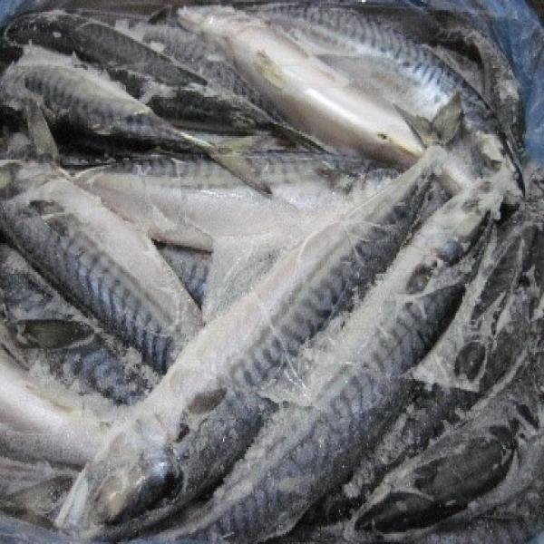 ปลาแมกเคอเรล แอตแลนติก​แช่แข็ง