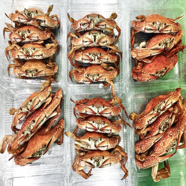 Blue Swimming Crab