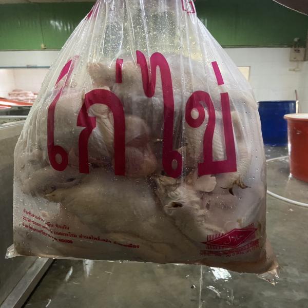 ไก่ไข่