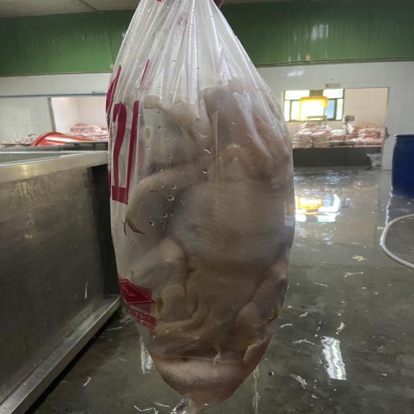 ไก่ไข่