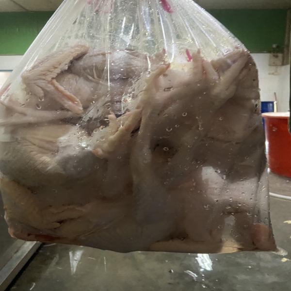 ไก่ไข่