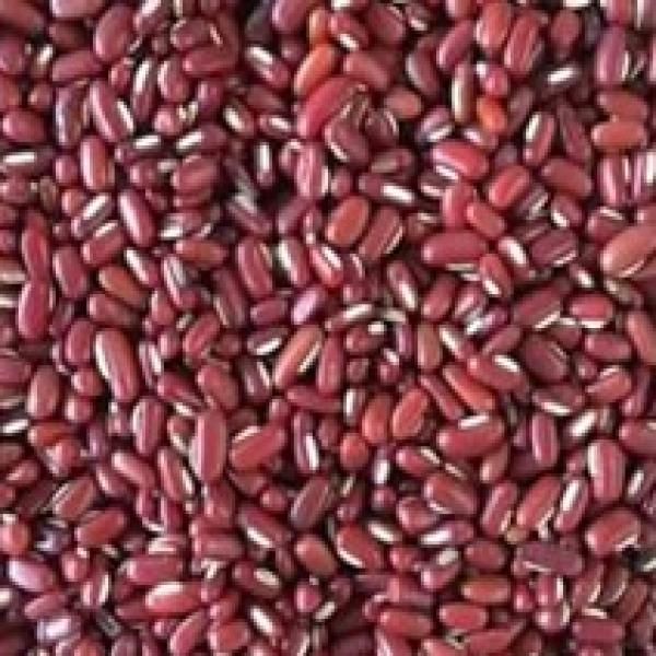 Red bamboo beans