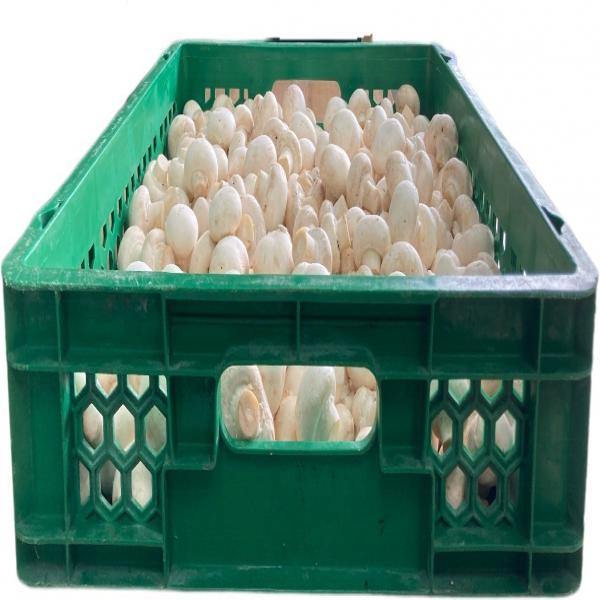 champinon mushrooms