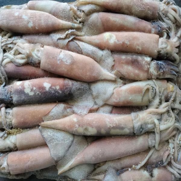 Frozen Squid Whole Round ( Illex Argentinus )