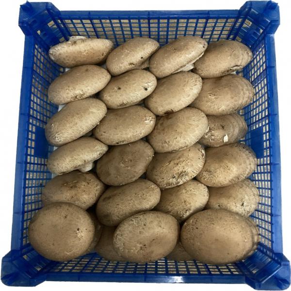 Swiss Brown Mushrooms