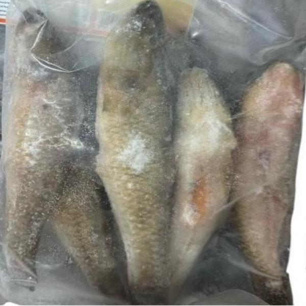 FROZEN BAILA( Glossogobius giuris)