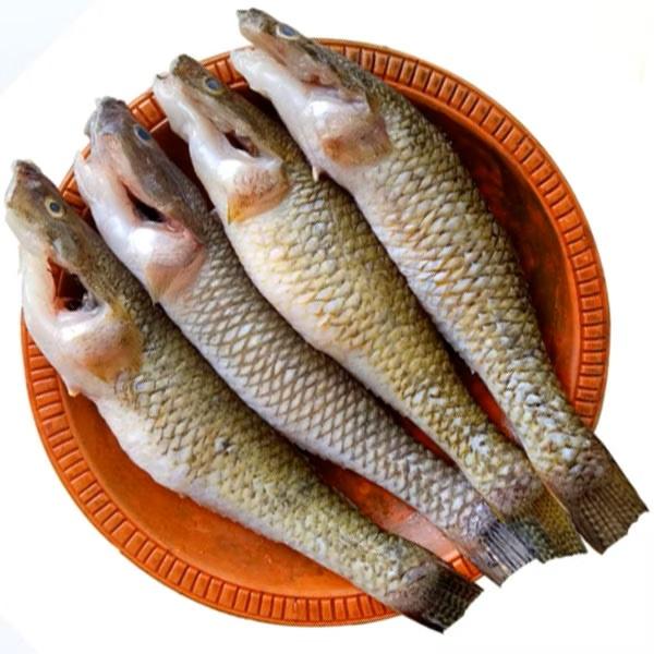 ปลากาแช่แข็ง